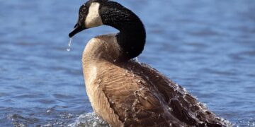 Shooting goose to death ‘an awful thing to do’, Wiltshire Police say