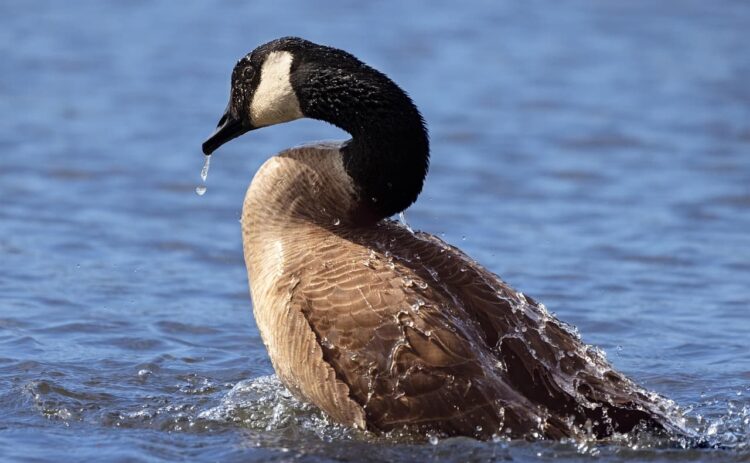 Shooting goose to death ‘an awful thing to do’, Wiltshire Police say