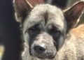 Probe after dog tied up and abandoned in Wiltshire on hottest day