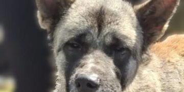 Probe after dog tied up and abandoned in Wiltshire on hottest day