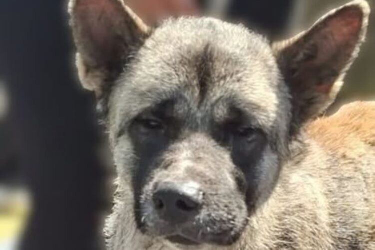 Probe after dog tied up and abandoned in Wiltshire on hottest day