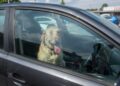 Call police if you see an animal in a hot car, RSPCA urges public
