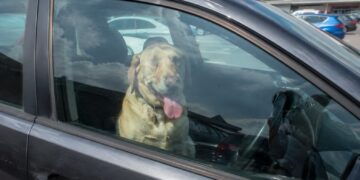 Call police if you see an animal in a hot car, RSPCA urges public