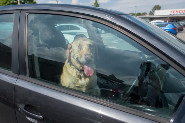 Call police if you see an animal in a hot car, RSPCA urges public
