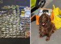 Police seize illicit tobacco and machete after raiding Swindon shop