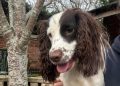 Desperate search for dog last seen running on M4 near Swindon
