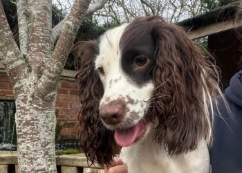 Desperate search for dog last seen running on M4 near Swindon