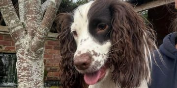Desperate search for dog last seen running on M4 near Swindon