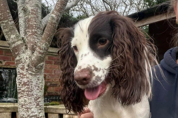 Desperate search for dog last seen running on M4 near Swindon