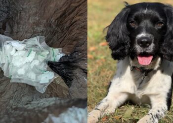 Police dog uncovers ‘crack cocaine’ hidden in Swindon woodland