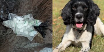 Police dog uncovers ‘crack cocaine’ hidden in Swindon woodland