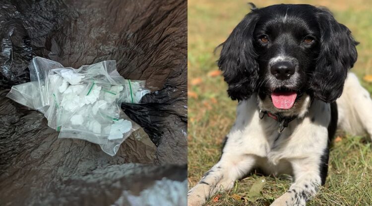 Police dog uncovers ‘crack cocaine’ hidden in Swindon woodland