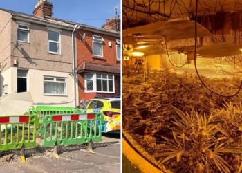 Huge cannabis farm in Swindon home ‘found by electric company’
