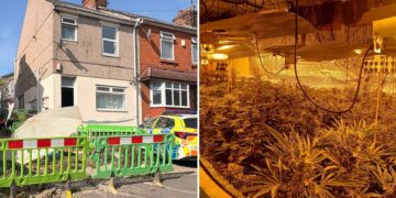 Huge cannabis farm in Swindon home ‘found by electric company’