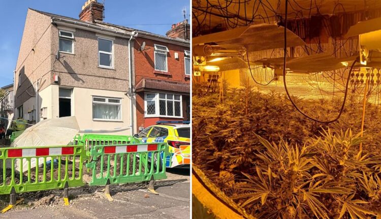 Huge cannabis farm in Swindon home ‘found by electric company’
