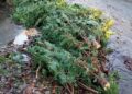 Chiseldon man fined nearly £2K as trees dumped at fly-tip hotspot