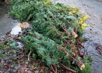 Chiseldon man fined nearly £2K as trees dumped at fly-tip hotspot
