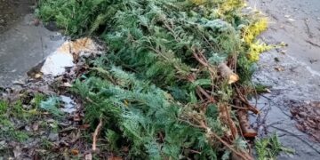 Chiseldon man fined nearly £2K as trees dumped at fly-tip hotspot