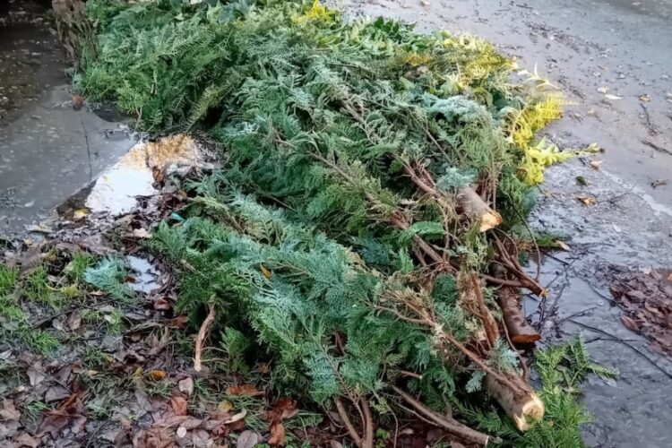 Chiseldon man fined nearly £2K as trees dumped at fly-tip hotspot