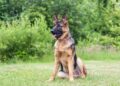 Trowbridge man convicted after failing to update dog’s microchip