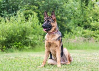 Trowbridge man convicted after failing to update dog’s microchip