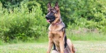 Trowbridge man convicted after failing to update dog’s microchip
