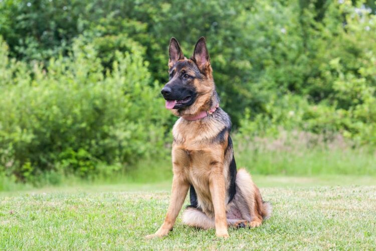 Trowbridge man convicted after failing to update dog’s microchip