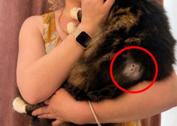 Cat shot twice in Wiltshire village as police launch investigation