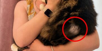 Cat shot twice in Wiltshire village as police launch investigation