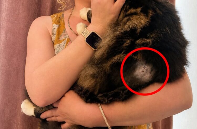 Cat shot twice in Wiltshire village as police launch investigation