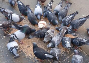 Anger as Swindon council tells people to stop feeding pigeons