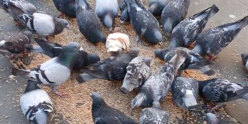 Anger as Swindon council tells people to stop feeding pigeons