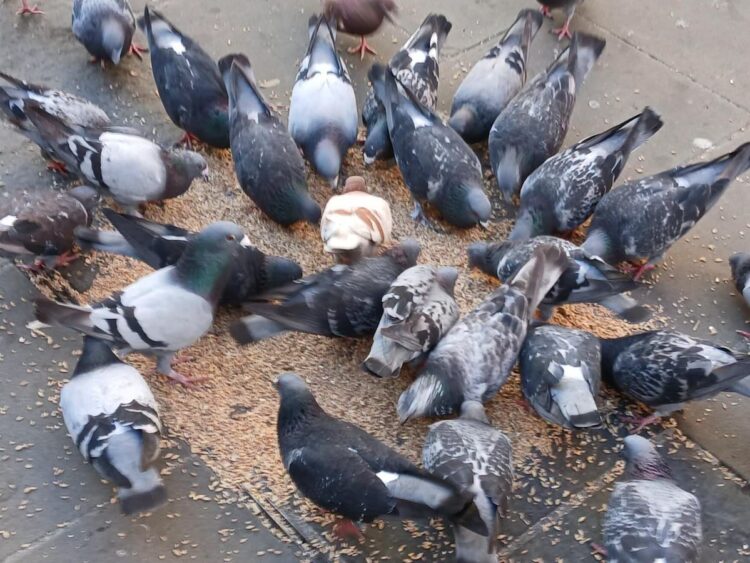 Anger as Swindon council tells people to stop feeding pigeons