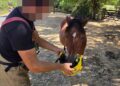 Fire service deletes post about firefighter ‘feeding’ New Forest pony