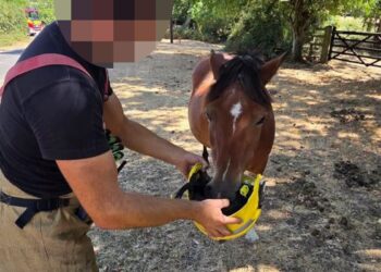 Fire service deletes post about firefighter ‘feeding’ New Forest pony