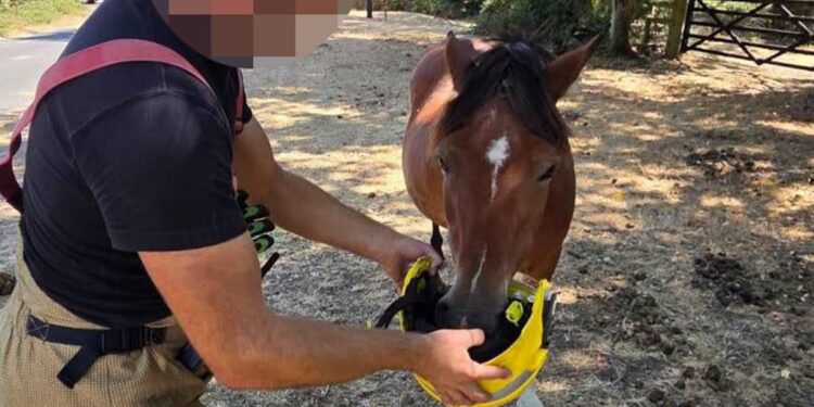 Fire service deleles post about firefighter ‘feeding’ New Forest pony