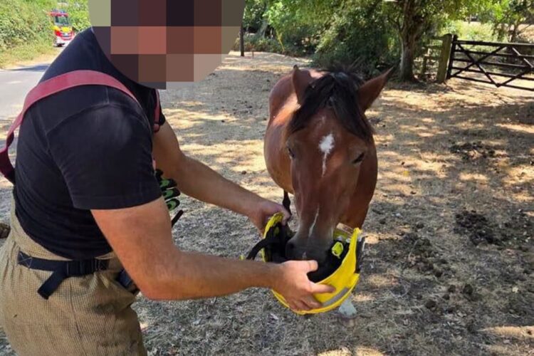 Fire service deletes post about firefighter ‘feeding’ New Forest pony