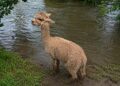 Alpaca rescued from river after getting into difficulty near Wiltshire