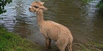 Alpaca rescued from river after getting into difficulty near Wiltshire