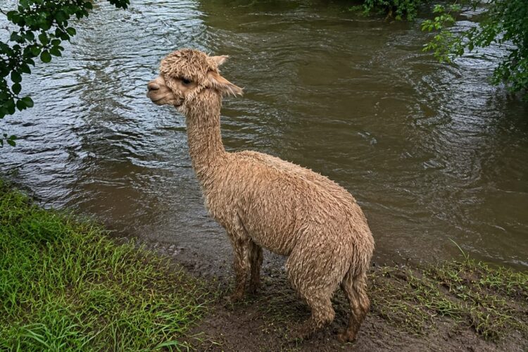 Alpaca rescued from river after getting into difficulty near Wiltshire