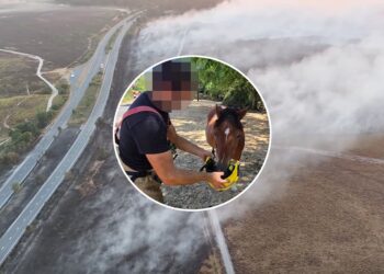 Wiltshire firefighter who gave water to pony won’t be disciplined