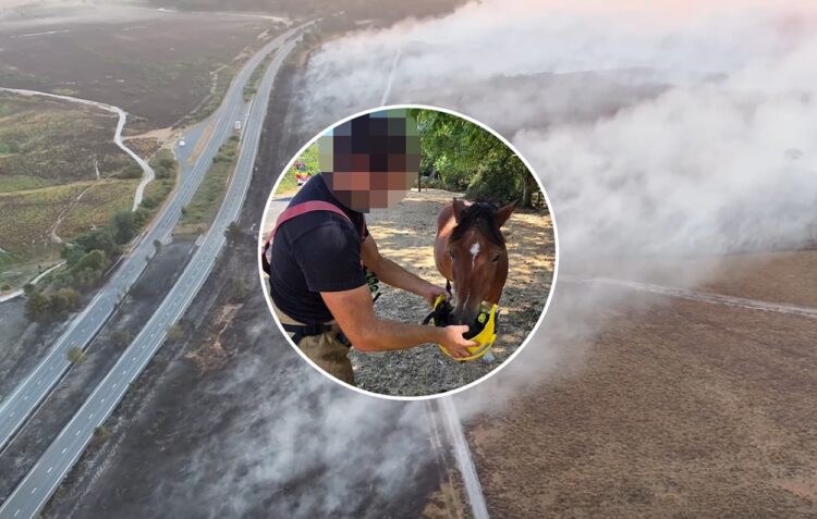 Wiltshire firefighter who gave water to pony won’t be disciplined