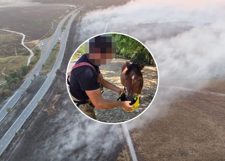 Wiltshire firefighter who gave water to pony won’t be disciplined