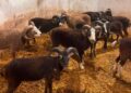 ‘Goats’ on the run in Tidworth turn out to be sheep as many caught