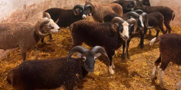 ‘Goats’ on the run in Tidworth turn out to be sheep as many caught
