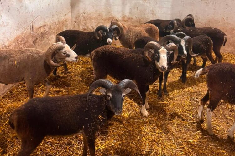 ‘Goats’ on the run in Tidworth turn out to be sheep as many caught