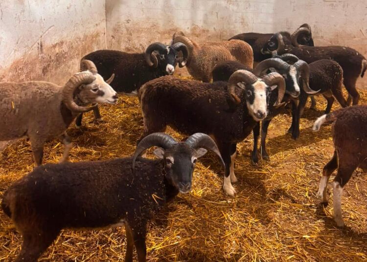 ‘Goats’ on the run in Tidworth turn out to be sheep as many caught