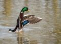 Police issue warning after ducks ‘targeted with catapult’ in Devizes
