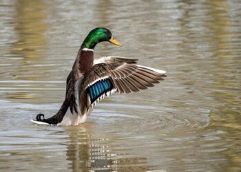 Police issue warning after ducks ‘targeted with catapult’ in Devizes