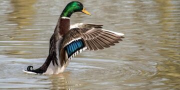 Police issue warning after ducks ‘targeted with catapult’ in Devizes